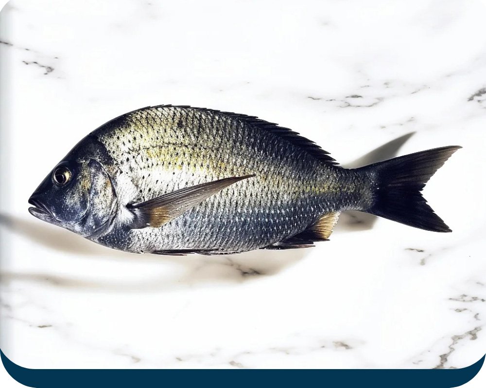 Goldsilk-Bream-Fish