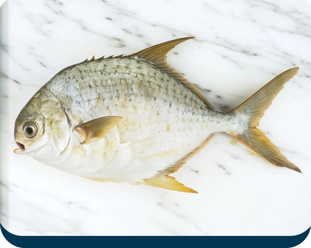 Pompano-Fish