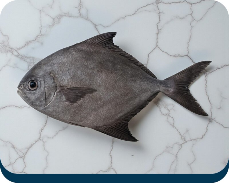 black pomfret