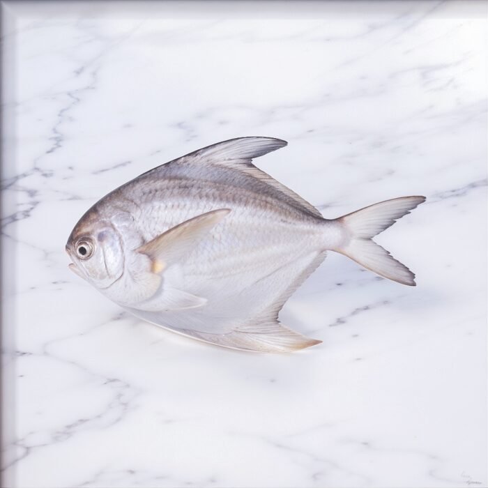 White Pomfret