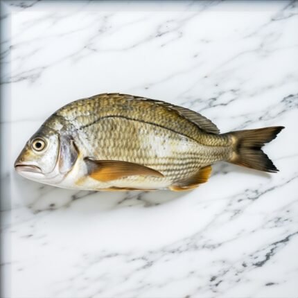 Yellow sea bream fish (دَندِیامچھلی)