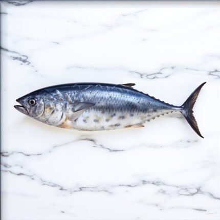 Tuna Dawan fish (ٹونا داون مچھلی)