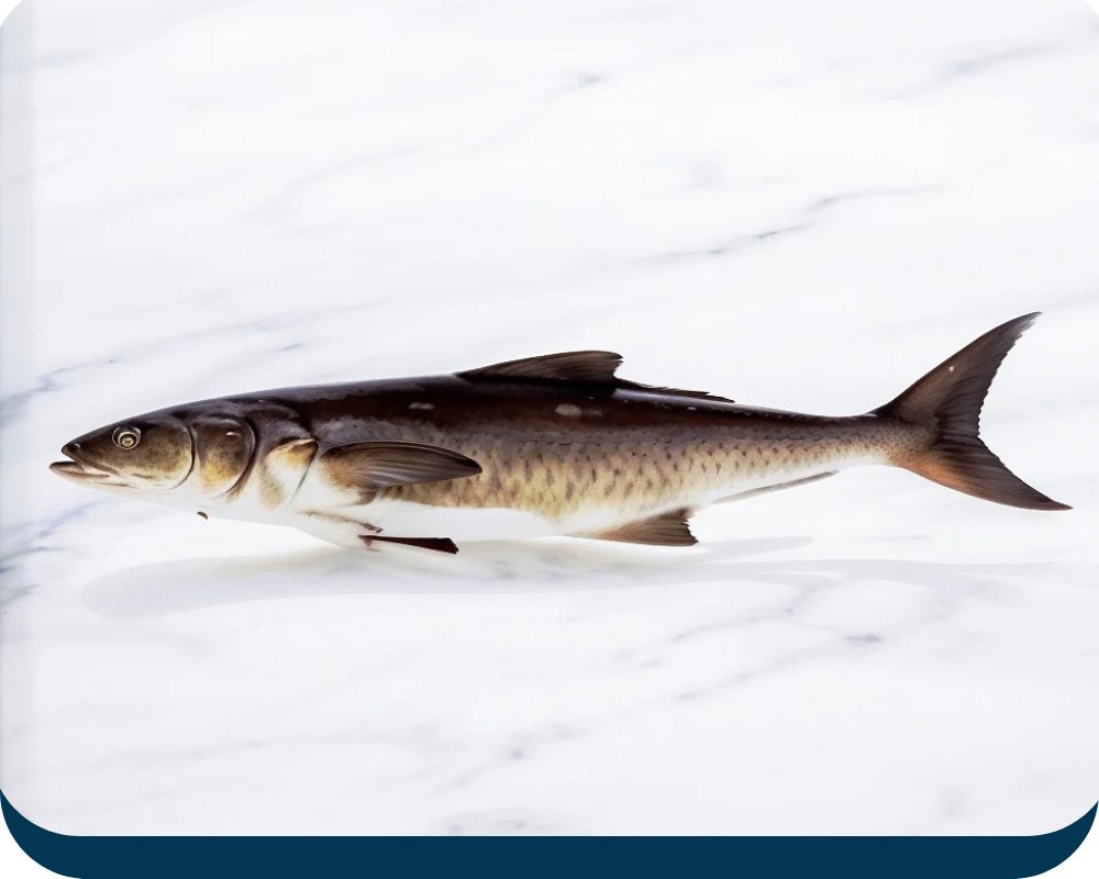 cobia-Fish