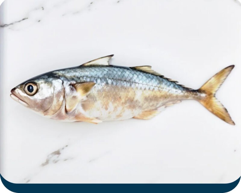 Bangra Fish | Indian Mackerel  (بانگڑا مچھلی)