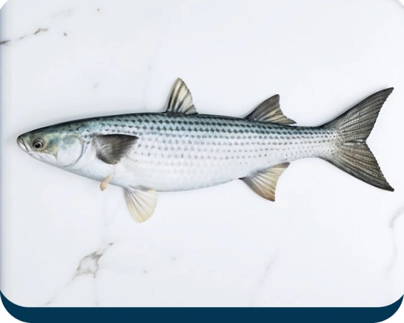 Bata Fish | Mullet fish(باٹامچھلی)