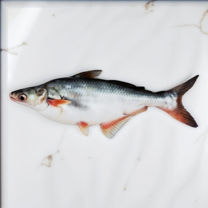 Pankaj Fish پنكج مچھلی