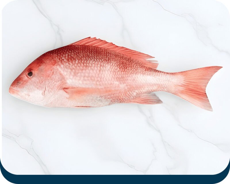 red snapper fish