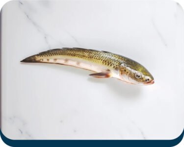 Soul fish (سول مچھلی) | Fresh Cuts