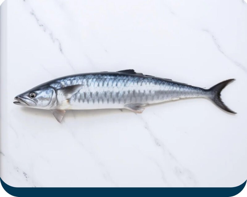 Surmai Fish | King Mackerel fish (سُرمئی مچھلی)