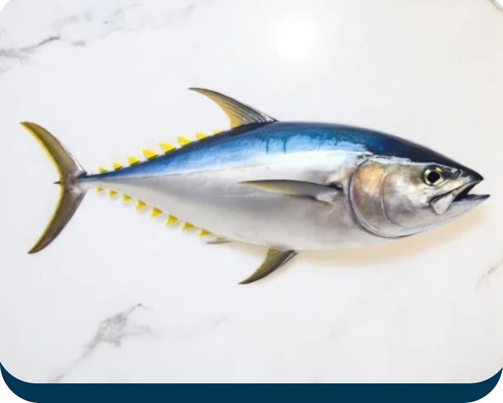 Tuna-Yellow-fin tuna fish