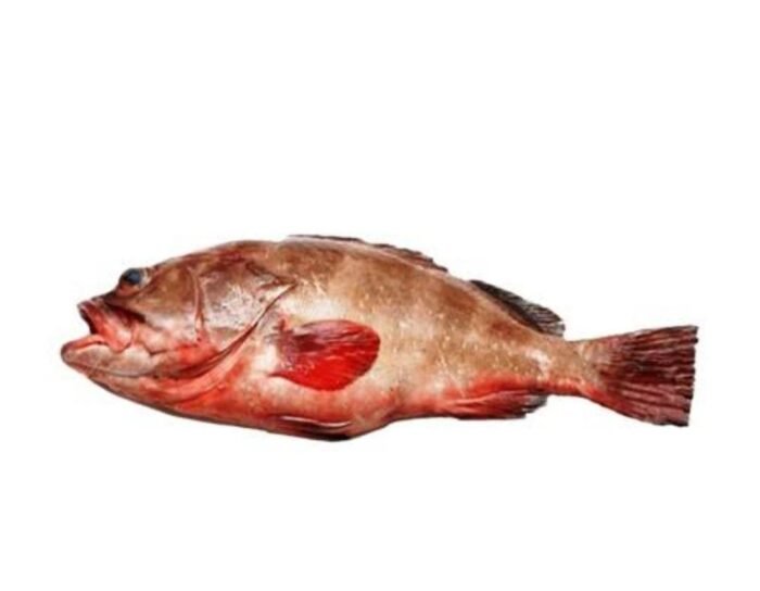 Dama Gihsar Fish (ڈاماگِسر مچھلی)