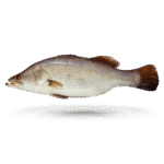 A fresh Barramundi or Daangri