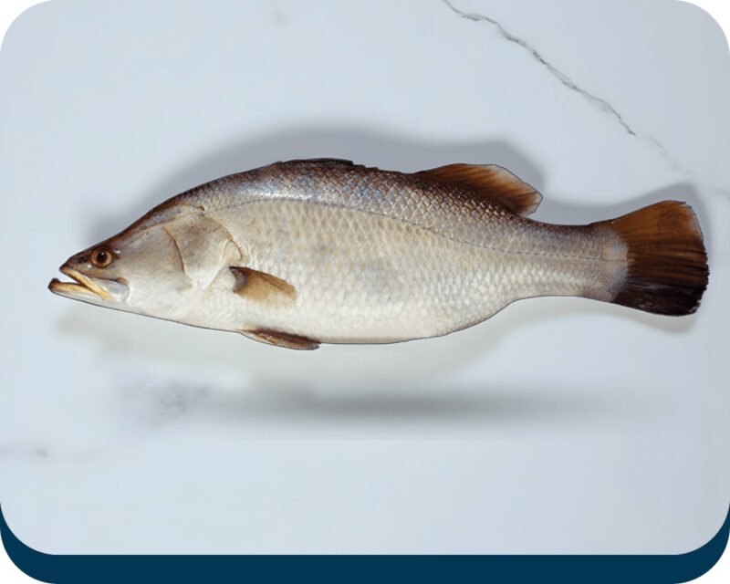 Dangri Baramondi Fish (ڈانگری بارامونڈی مچھلی)