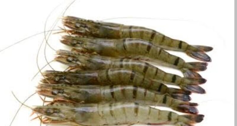 tiger prawns