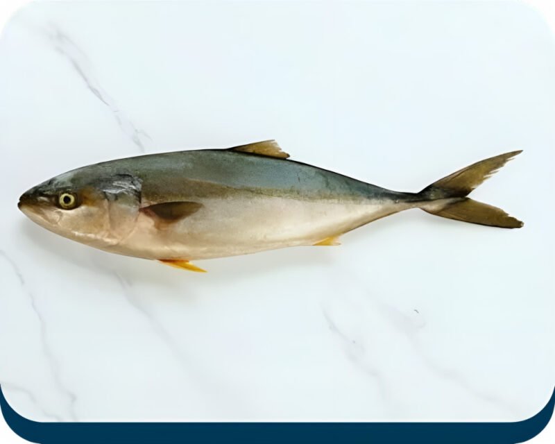 Amberjack | Safi Hemar Jack | سافی ہیمر جیک