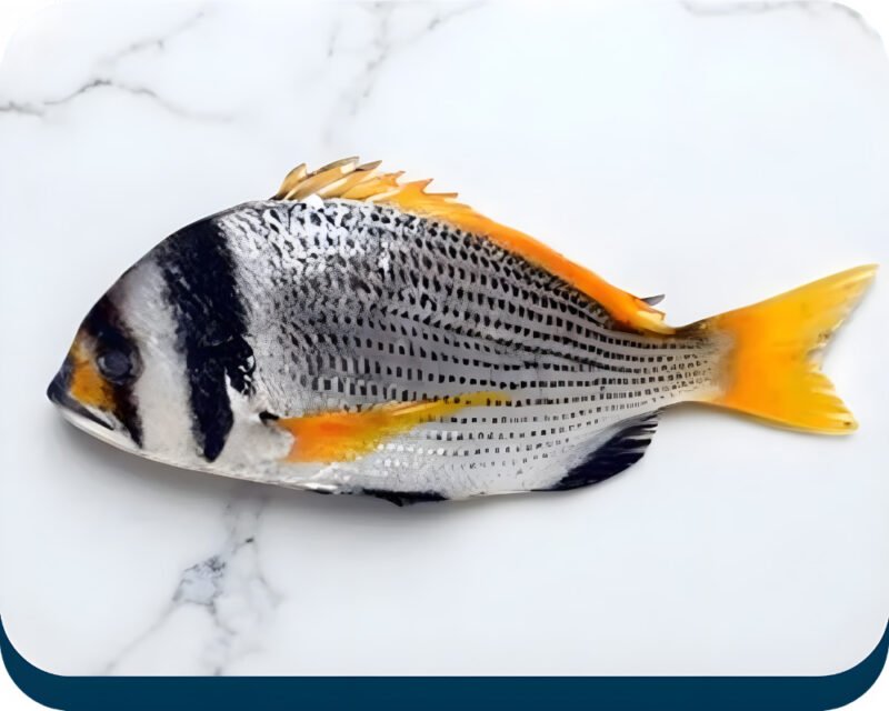 Bridled Bream | Captain Machhli | کیپٹن مچھلی