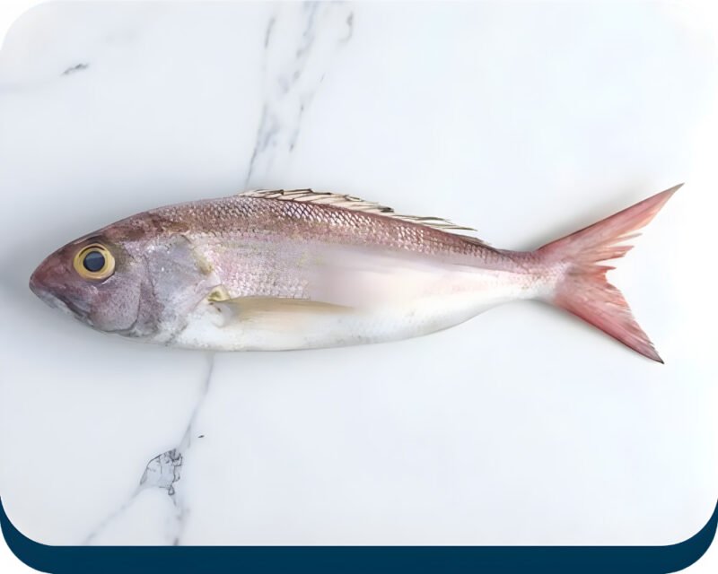 Crimson Jobfish | Khopra Machli | کھوپرا مچھلی