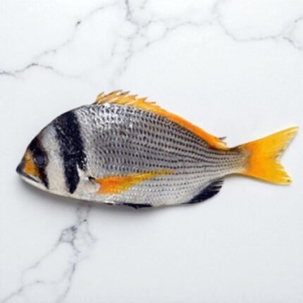 Bridled Bream | Captain Machhli | کیپٹن مچھلی