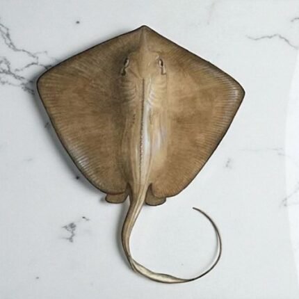 Fresh Stingray | فریش سٹنگرے
