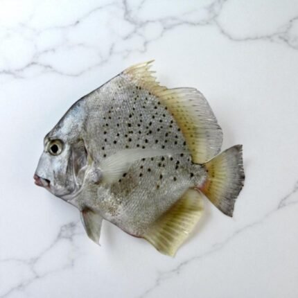 Spotted Sickle Fish | Jaleb Machhli | جالیب مچھلی