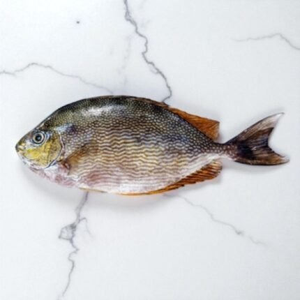 Rabbit Fish | Safi Machhli | سافِی مچھلی
