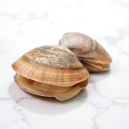 Surf Clams | سرف کلیمز