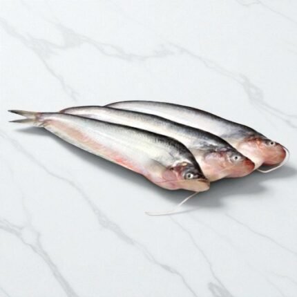 Pafda Fish | Indian Mackerel | پفڑا مچھلی