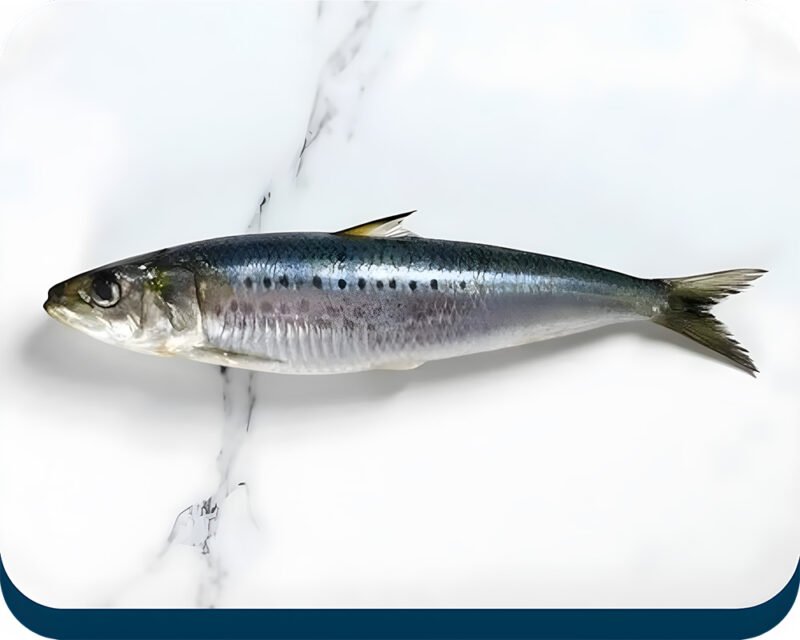 Sardine | Luar Machhli | لُوار مچھلی