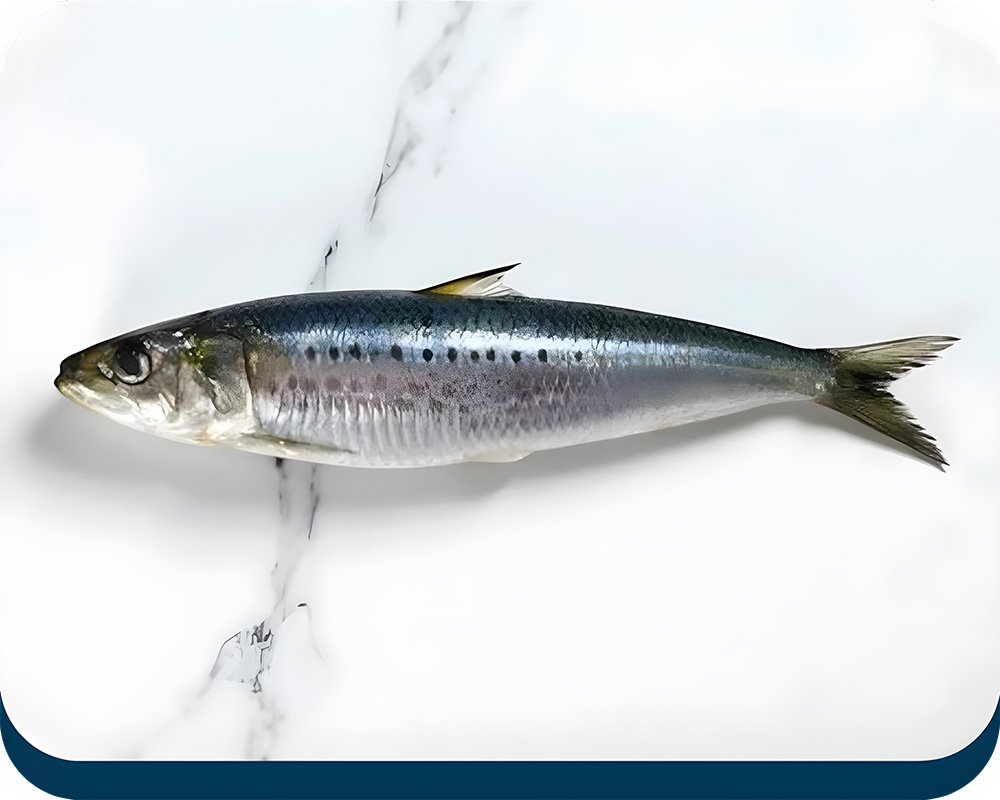 Sardine