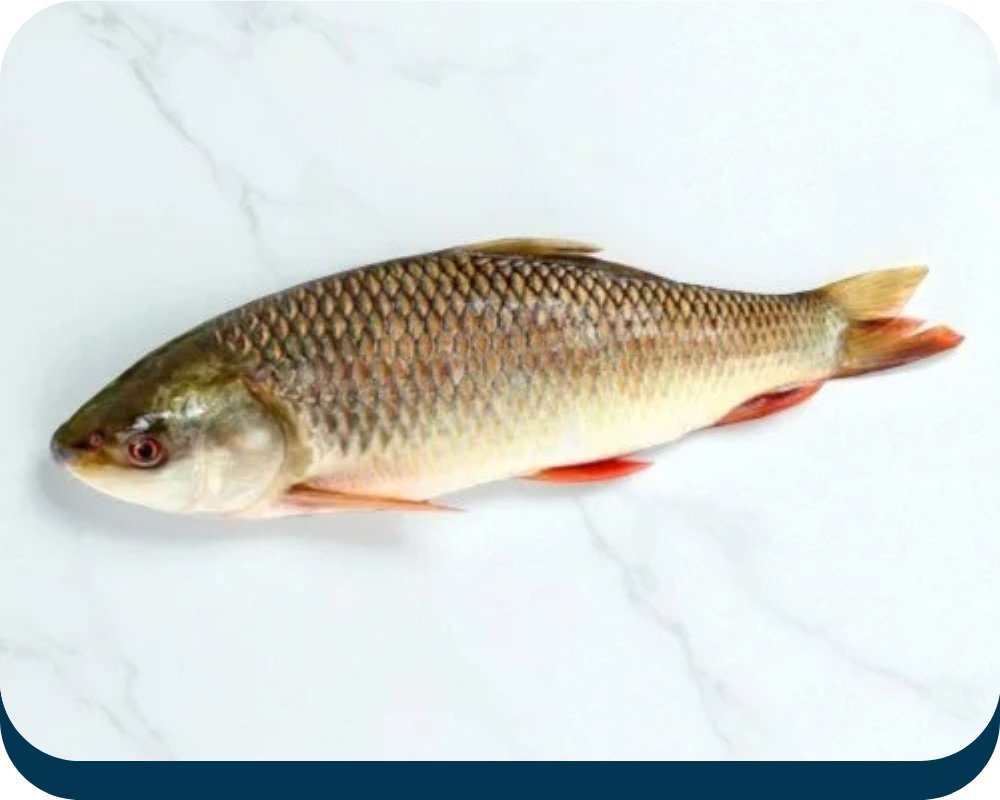 South-Asian-Fish