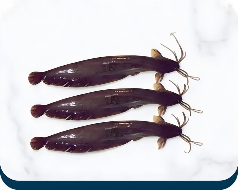 Stinging Catfish | Singhi Machhli | سنگھی مچھلی