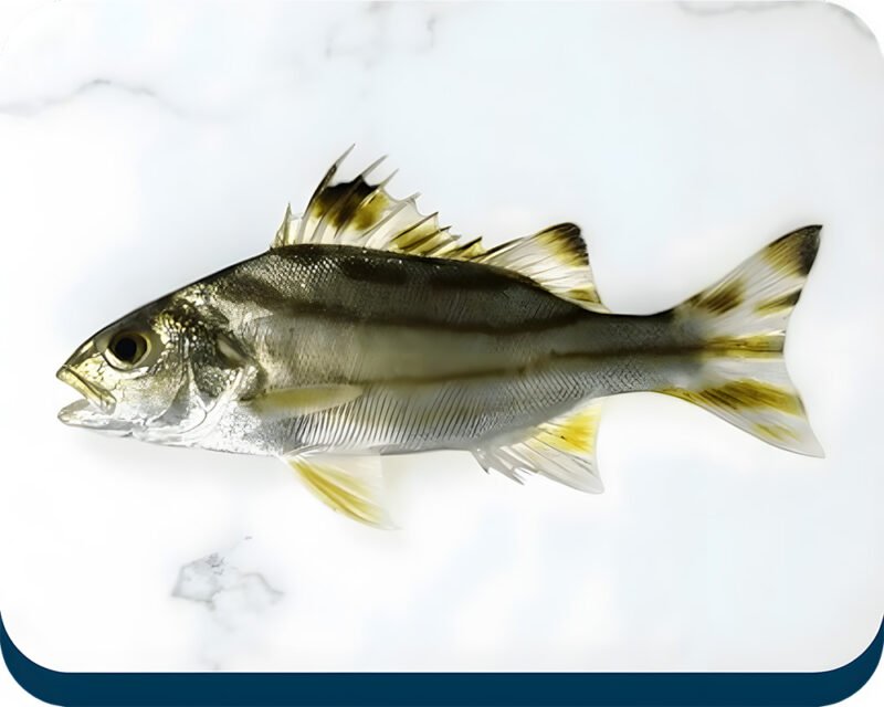 Terapon | Ghinghra Machli | گھنگھرا مچھلی