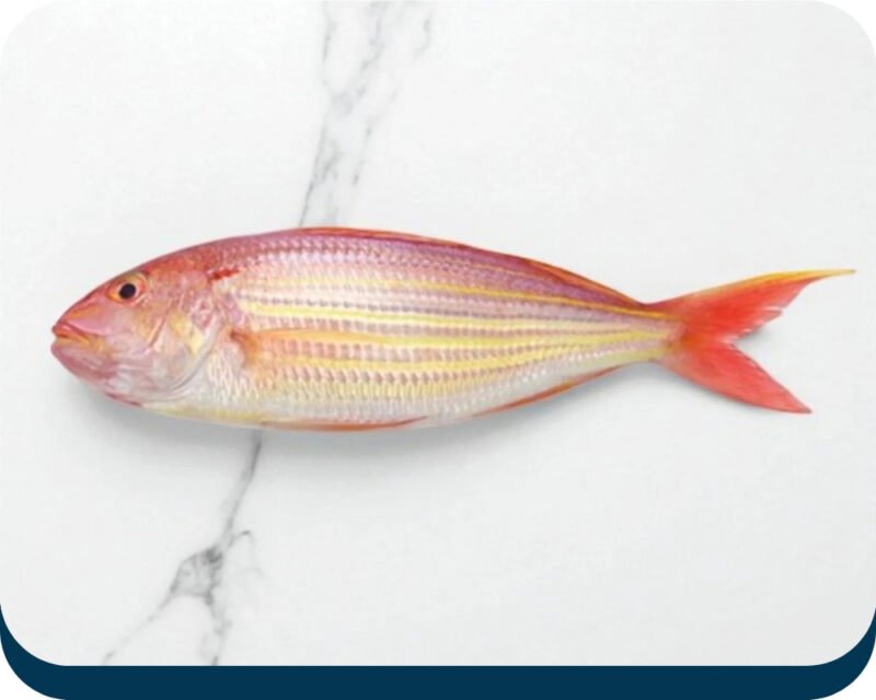 Threadfin Bream | Chakori Machhli | چاکوری مچھلی