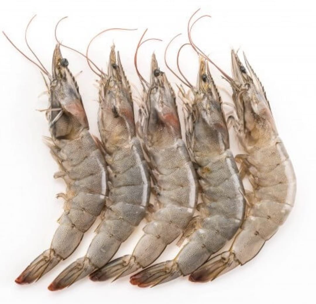 large prawns