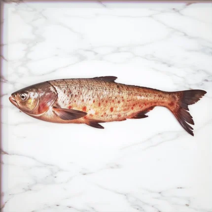 Sliver Carp (چاندی کی روہو مچھلی)