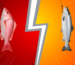red snapper vs salmon taste